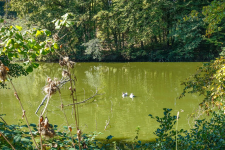 In jedem Seitengraben gibt es viele Karpfenteiche
